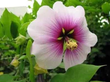 rose of sharon seeds (Rose Mallow)
