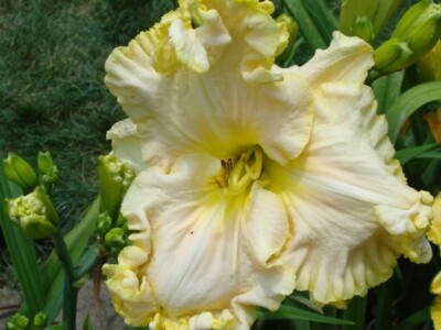 Boundless Beauty Daylily Live Plant Sf Pastel Flower Free Shipping Ebay