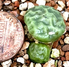 Mesembs Plant - Conophytum angelicae tetragonum PVB9479 - Wrinkled!