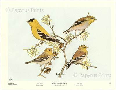 1962 Vintage Print American Goldfinch Bird Witch Hazel Tree Illustration Image