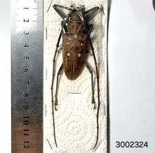 標本 Solomon Is Batocera lamondi 74mm Batocera Lamondi, Large