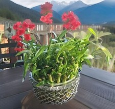 7 LUCKY BAMBOO PLANTS 4" 6" Free Butterfly Stake, Indoor