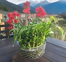 Bring POSITIVE ENERGY - Lucky Bamboo Plants 7 stalks  - 4" 6"  Perfect Gift