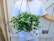 Hoya Aff. burtoniae plant