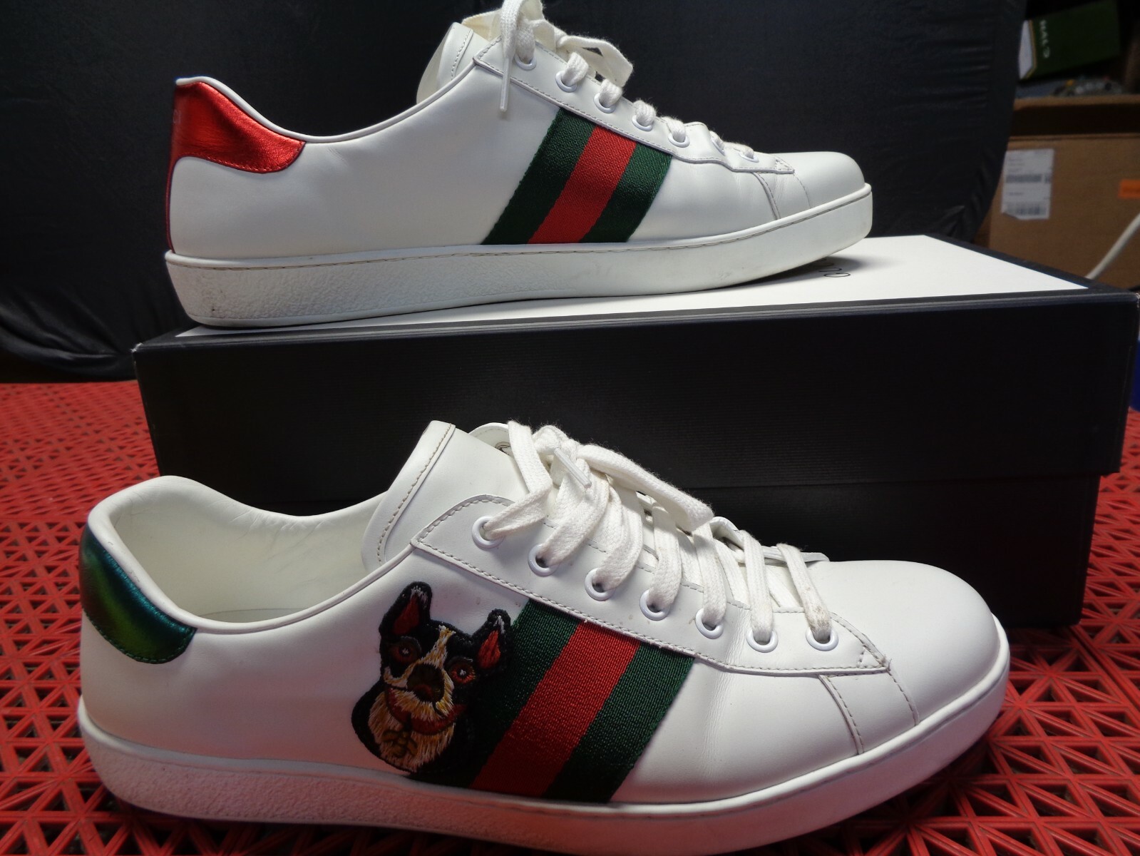 gucci ace dog