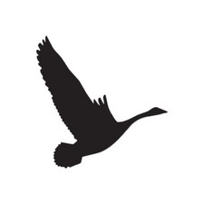 Canadian Goose Flying - Vinyl Decal Sticker - Multiple Color Sizes - ebn140