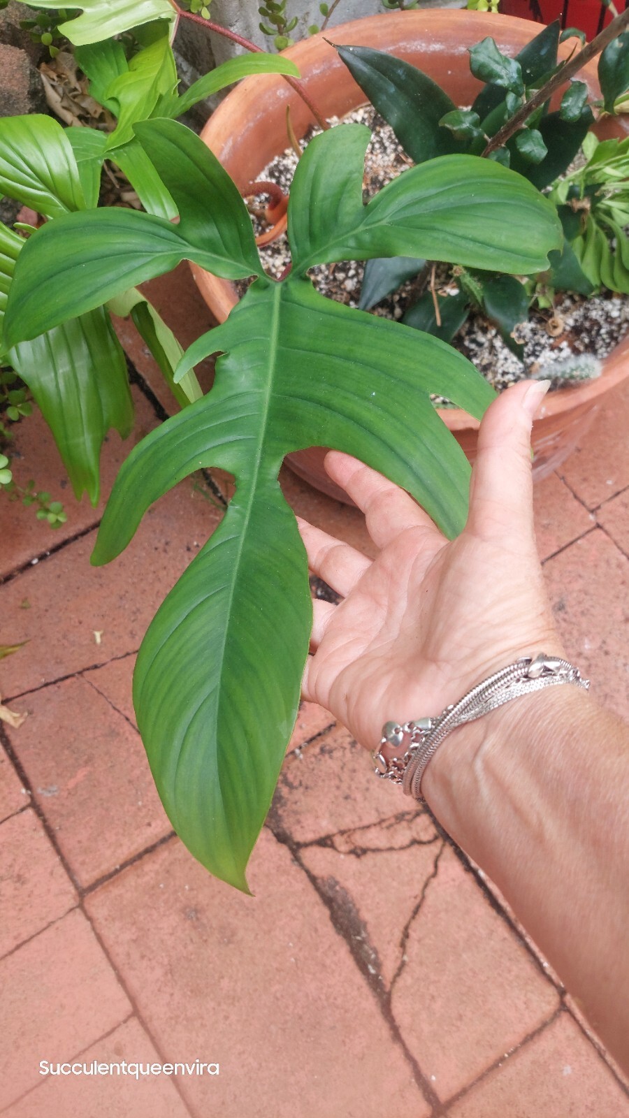 Philodendron Florida Beauty Rooted Plant