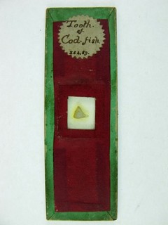 Antique microscope slide. "Tooth of Cod Fish". Dated 1859.