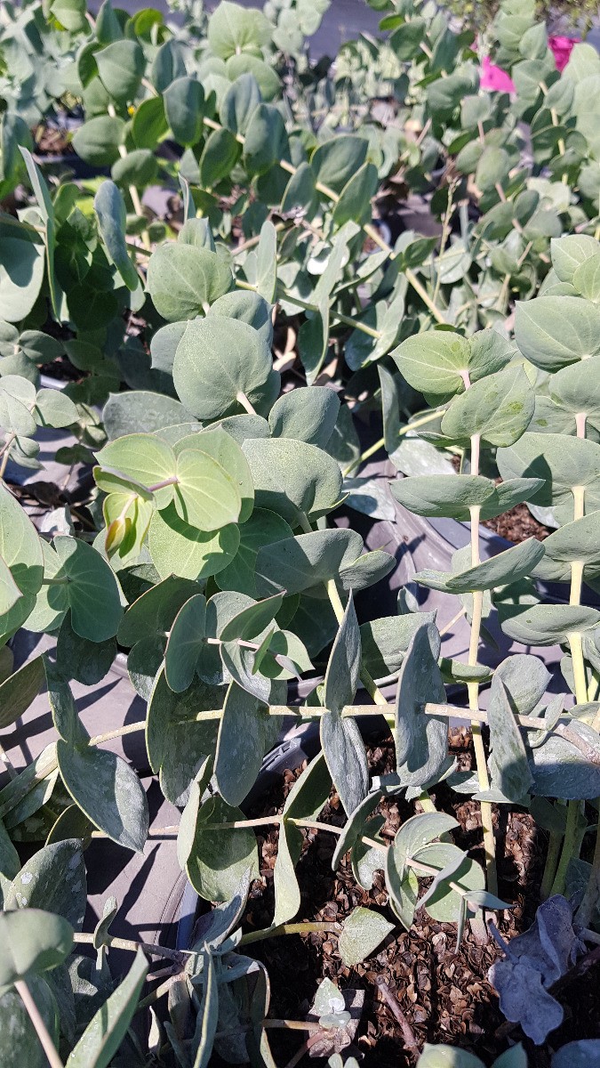 Parahebe perfoliata plante couvre-sol persistante et résistante à la sécheresse