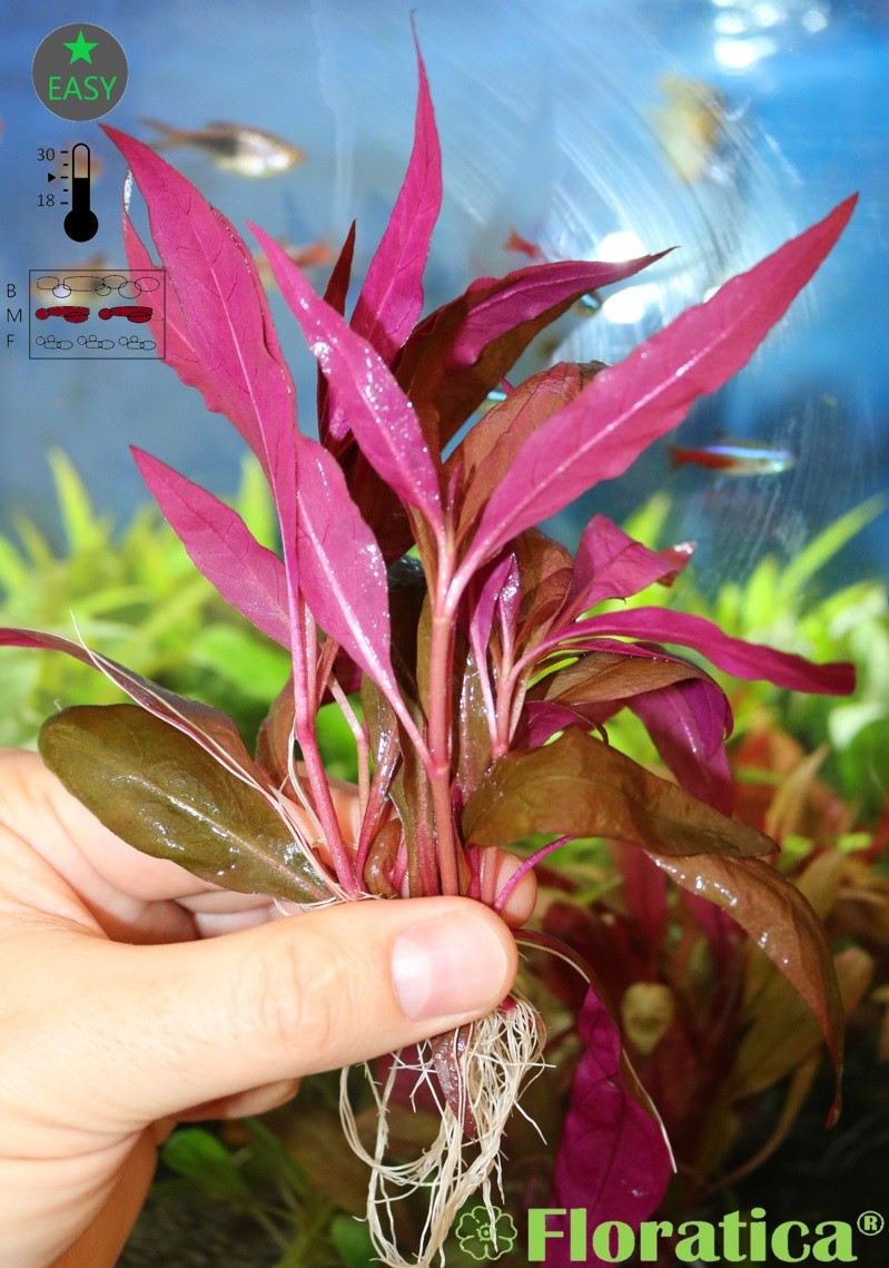 Alternanthera Rosaefolia (8x) Live Aqua Plants Tropical Fish Tank Snail