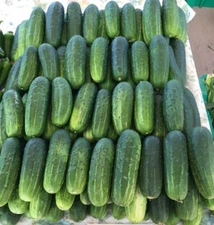 Wisconsin Pickling SMR Cucumber Seeds -  25 Fresh seeds.