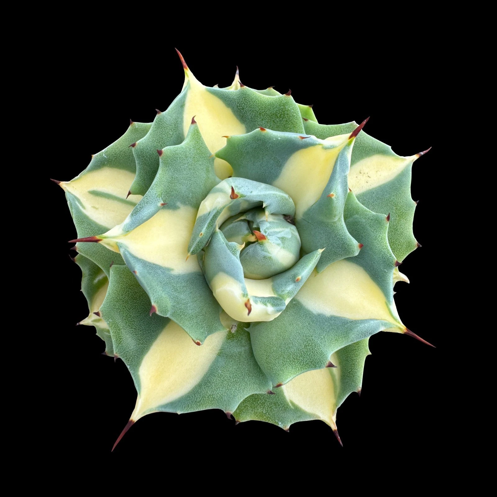 Agave isthmensis 'Ohi Raijin' Yellow Variegated succulent plant 0