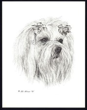 #44 MALTESE  portrait  *  dog art print * Pen and ink drawing * Jan Jellins