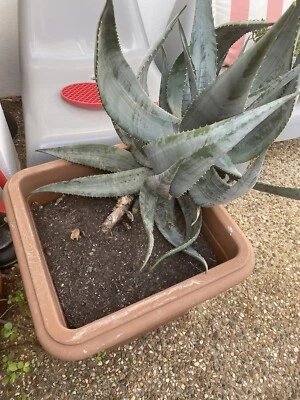 Aloe Vera Plant Plants Gumtree Australia Redland Area