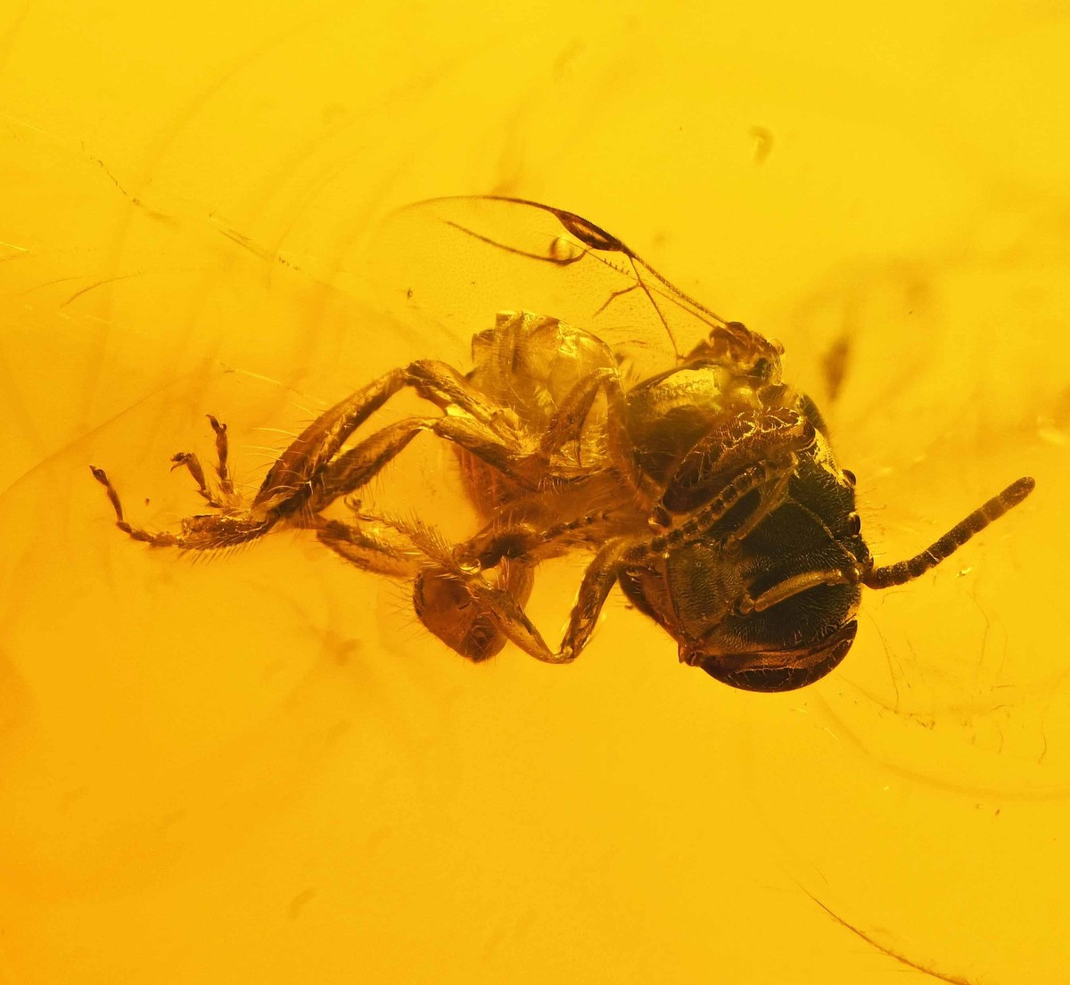 Rare Anthophila (Stingless Bee), Fossil Inclusion in Dominican Amber