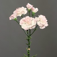 Nelkenbund Mit 3 Stielen 30Cm Rosa Dp Kunstblumen KüNstliche Blumen Nelken
