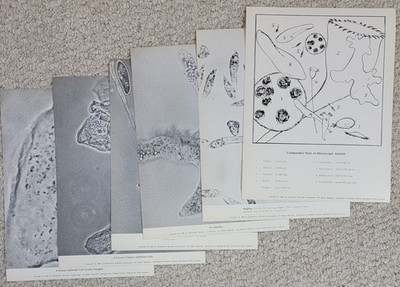 6 1966 Microscope Photos 8x10 Educational Services Inc Euglena Amoeba Paramecia