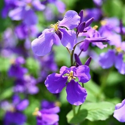 monterey garden insect spray Monterey Garden Insect Spray Spinosad 1 Quart