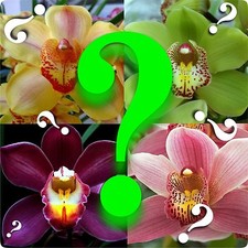 Cymbidium MYSTERY ORCHID no ID unknown hybrid SEEDLING SIZE SURPRISE EZ HARDY