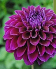 20 SEEDS for Purple DAHLIA rare flower exotic bloom garden plant bush USA Seller