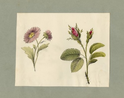 Antike Zeichnung-Studie einer rose und asterartigen Blume-Gerbera-Anonymous-ca. 1860
