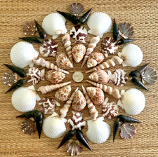 56 PIECE MEDLEY OF BEAUTIFUL CRAFTING SEA SHELLS 1-1/4" UP TO 3"
