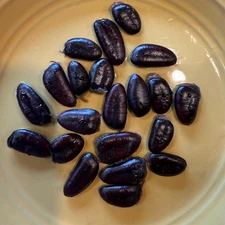2025 Paw Paw Tree Seeds- from great quality grafted cultivars, packed in peat
