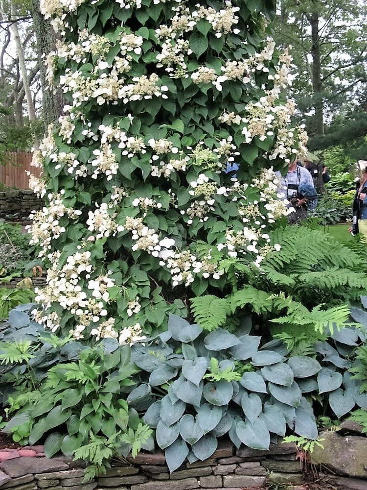 50 White Japanese Hydrangea Vine Schizophragma Hydrangeoides Flower Seeds  