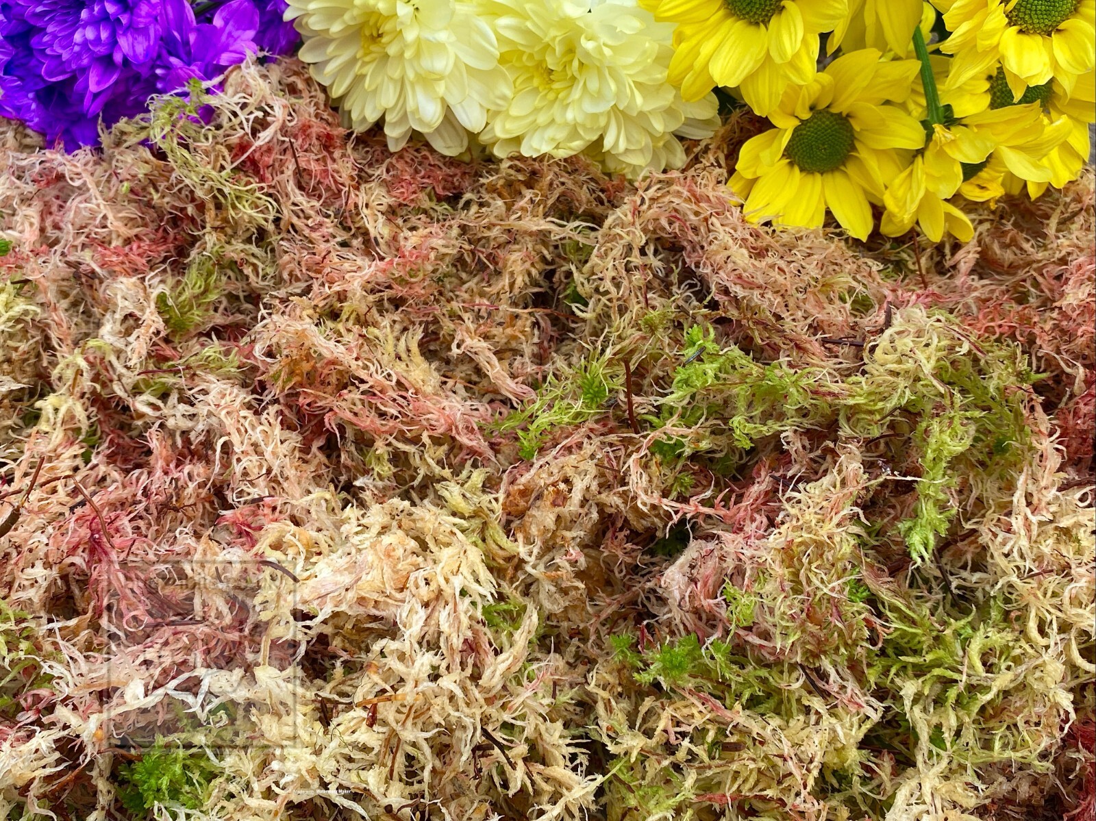 Sphagnum Moss, Forest Floor Hand Picked Moss, Snails, Frogs, Reptiles