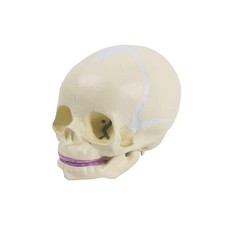 EVOTECH SCIENTIFIC Human Infant Skull Model, Life Sized Fetus Anatomy Skull M...