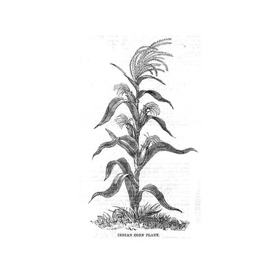 Indische Maispflanze - antiker Druck 1860