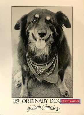663807 Ordinary Dogs Of North America Photography 1988 Vintage Poster