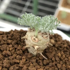 1.1CM 1PCS Cactus Live Plants Monsonia Peniculina Beautiful Root Tuber Cactus