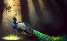 Wall art Peacock picture painting HD Giclee Printed on canvas L2094