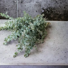 275 Eucalyptus Seeds, USA Seller Free Shipping Seeds Fragrant