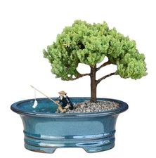 Upright Juniper Bonsai Tree Land/Water Pot 7" H Juniper Procumbens Nana Outdoor