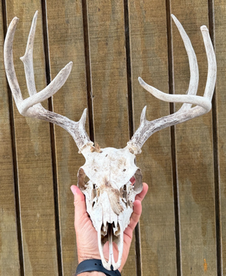 #ad #ad Wild 8 Point Whitetail Deer Antler Rack European Mount Taxidermy Item 519 5 $99.95