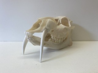 Chinese Water Deer Skull