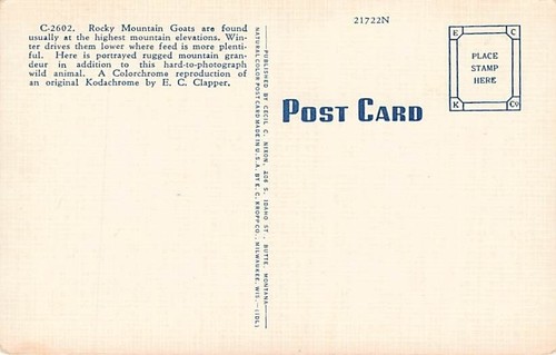 Cartolina CO: giovane capra di montagna delle Montagne Rocciose, lino vintage, non pubblicata - Foto 2 di 2