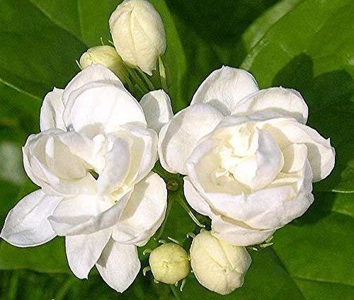 Jasmine Plant 25 Seeds Indoor/Outdoor Herbal Plant With Tiny White