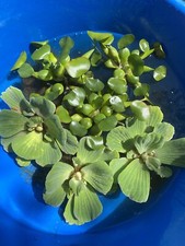  6 MIX Water Lettuce  Hyacinth Large 5-7  Koi Pond Floating Plant Algae Shade