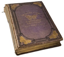 Natural History British Moths Edward Newman 1874 Entomology illustrated 19th C.