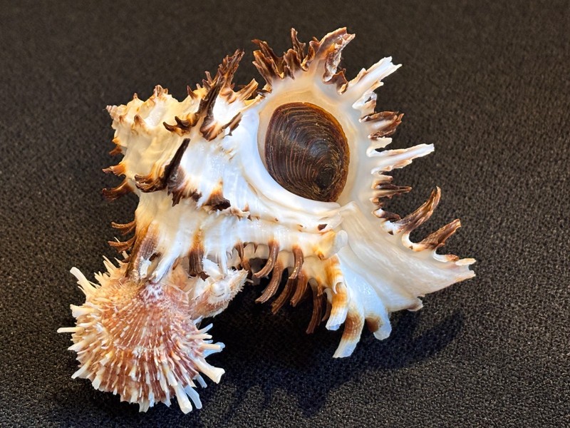 Endive Murex shell (Hexaplex cichoreum) and 2 Spondylus  from Philippines