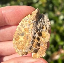 Crocodile Osteoderm Fossil Scute Kem Kem Morocco Cretaceous Dinosaur Bones