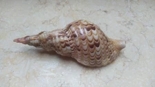 charonia tritonis trumpet conch sea snail 153.8 mm red sea shell super glossy