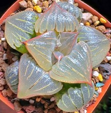 Hermosa planta grande Pattaya Haworthia Sunlight planta suculenta grande 6-8 cm