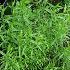 Russian Tarragon Seeds | 1,500 Seeds | Heirloom / Non-GMO | Free Shipping | 1155
