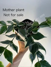 (RARE) Hoya Polyneura Albo Silver Splash