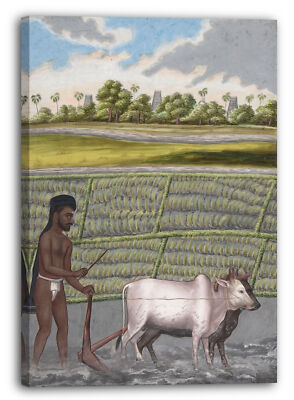 Kunstdruck Anonym, Inder, 19. Jahrhundert - Plower in Pulla Caste, from Indian