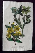 Good 1813 Hand Col Botanical Print. St. John's Wort, Green Hellebore 129